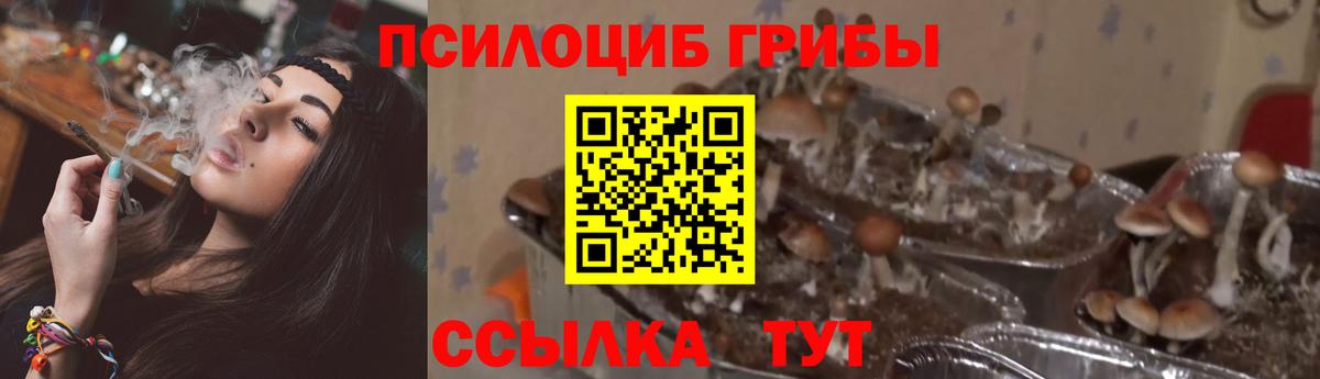 Псилоцибиновые грибы Cubensis  Галлюциногенные грибы Psilocybine cubensis  Курчалой  Вход с VPN 